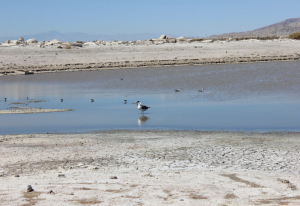 Salton Sea included in $172 million in funding for ports and waterways projects